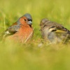 Penkava obecna - Fringilla coelebs - Common Chaffinch 0151